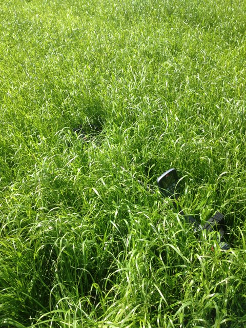 Minelab CTX lost in long grass